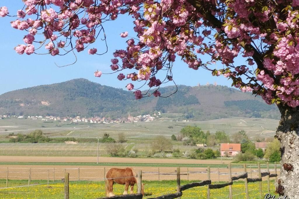 Gite A Eguisheim Proche De Colmar Et Kaysergberg. Ngoại thất bức ảnh
