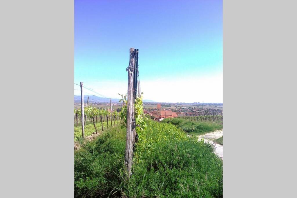 Gite A Eguisheim Proche De Colmar Et Kaysergberg. Ngoại thất bức ảnh